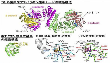 东京大学生物技术课程预习