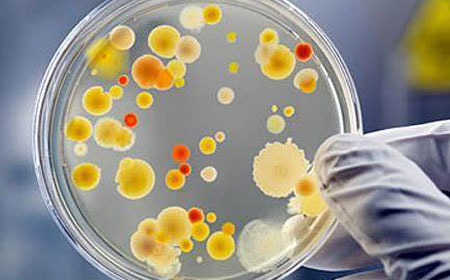 日本应用微生物学的研究生课程有什么？