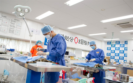 北海道大学兽医学专业怎么样？