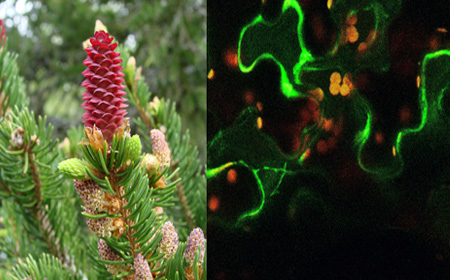 京都大学生物科学系植物学专业课程详情解析